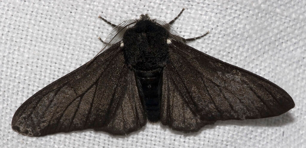 The black peppered moth