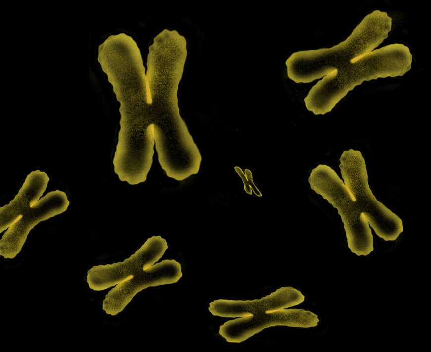 A group of chromosomes