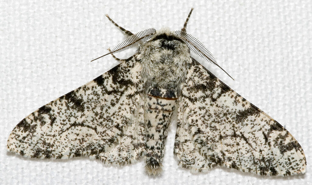 The pale-white peppered moth